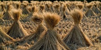 França terá a primeira usina elétrica movida a palha