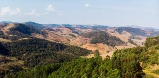 Preservação ambiental: parceria entre CBA e UFV é reconhecida internacionalmente