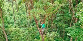 Técnica inédita para reflorestamento apresenta resultados animadores