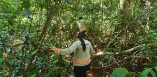 Tecnologia inovadora de mapeamento genético chega ao Pará