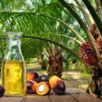 oleo de palma biocombustiveis grupo bbf